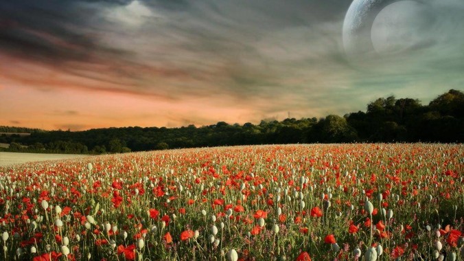 为什么“柴犬”从万人迷，变成万人嫌？